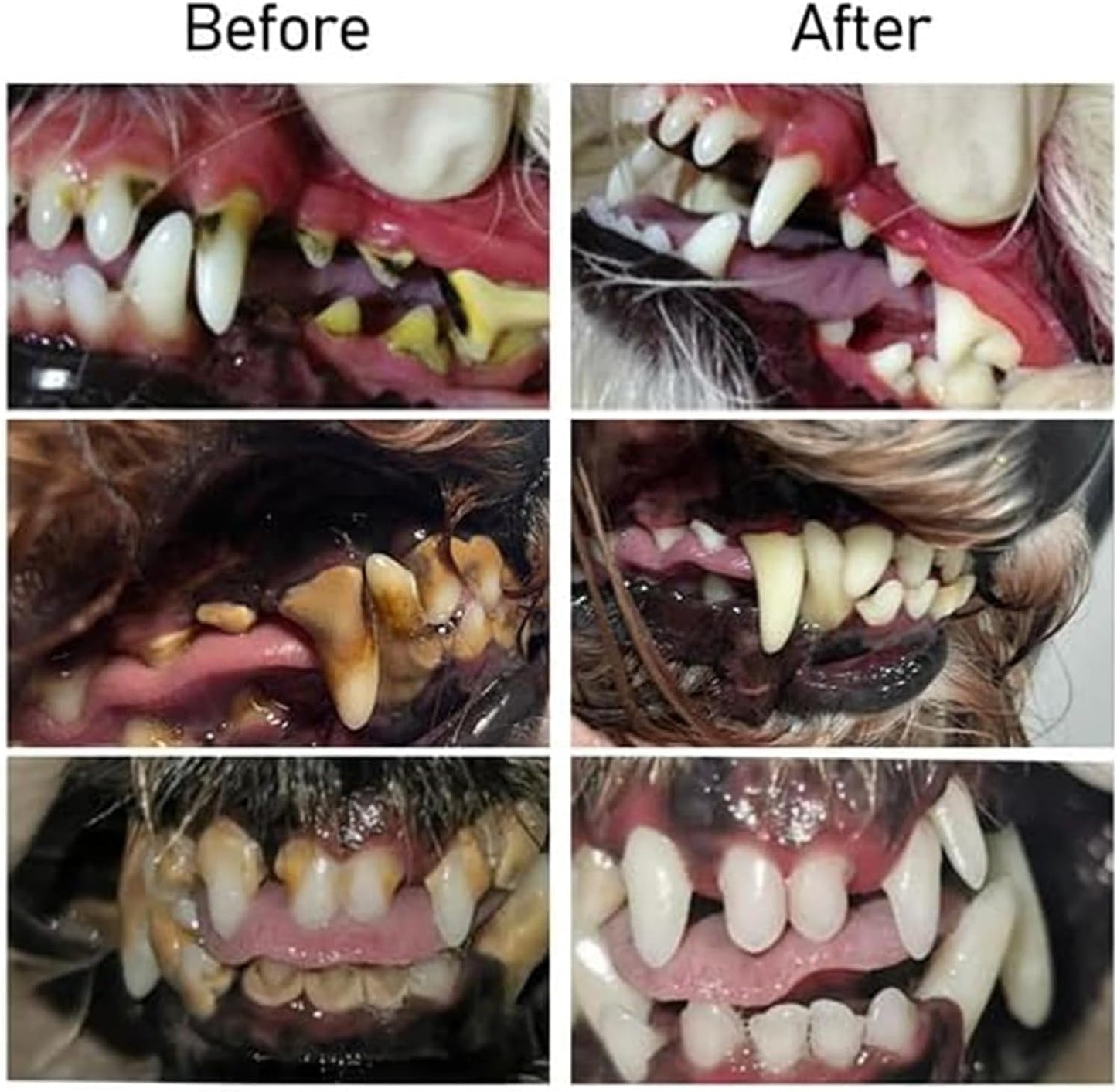 (1+1 Gratis) Oralglow – ¡Para dientes sanos y aliento fresco para tu mascota!